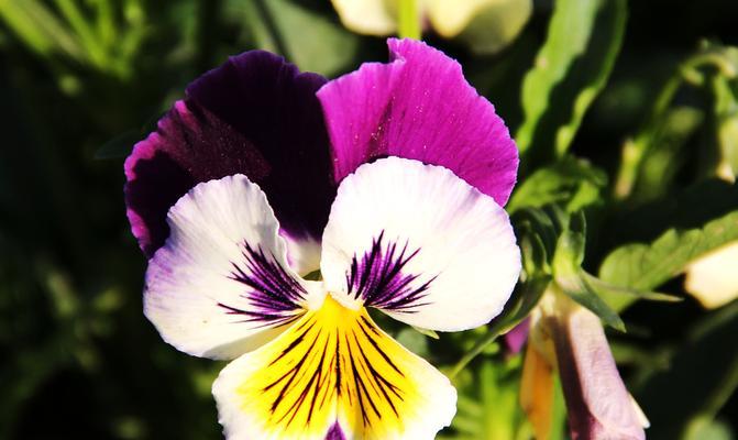 仙人掌花中的瑰宝——蝴蝶花（探秘蝴蝶花的种类、特点和栽培方法）