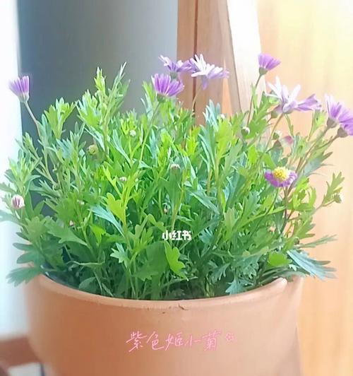 夏日养护——姬小菊的生活小贴士（如何度过健康、安全的夏季？）