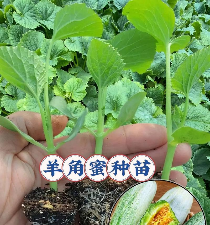 哈密瓜的生长环境及生长地方条件（探究哈密瓜的生长条件，让你成为果农专家）