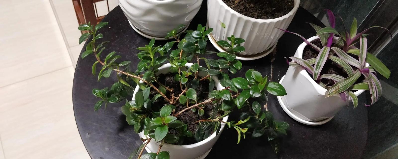 冬天能否养活吊兰？（寒冷季节下吊兰的生存技巧与注意事项）