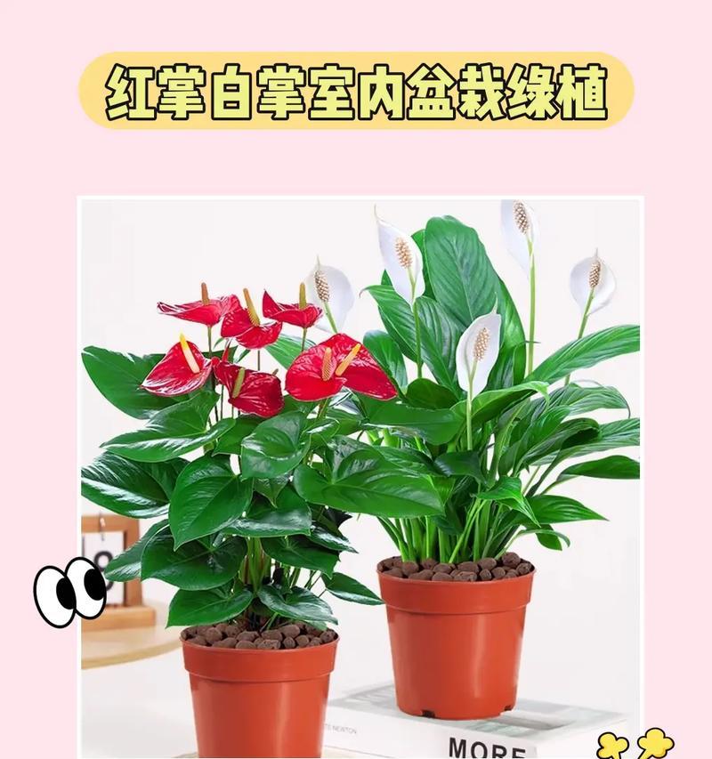 红掌花开的季节和频率（了解红掌花的开花规律，让它持续绽放在你的花园中）