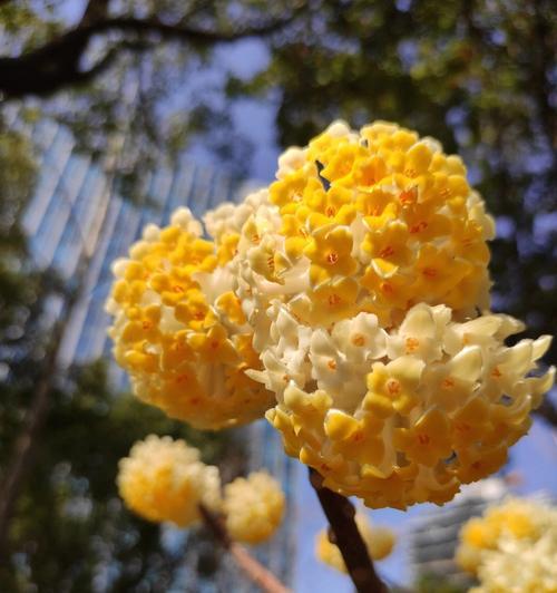 结香花的养殖方法（打造芳香盈室，助你提升幸福感）