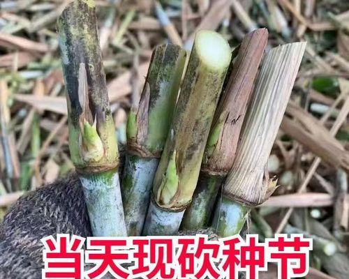 如何正确播种皇竹草种子（掌握皇竹草播种技巧，轻松种出好草）