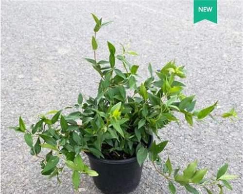 法国茉莉的开花时间剖析（几月份开放？如何护理？品种介绍！）