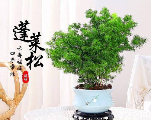 家庭园艺（了解松树的生态特点和种植要点，让家里也能种上美丽的松树）
