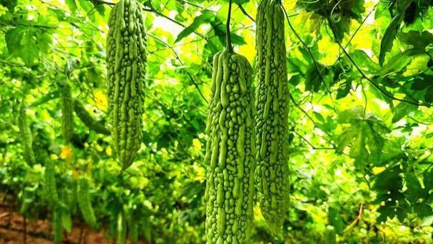 苦瓜种植，让你丰收满满（掌握几月份种植最佳，助你收获满满）