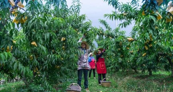 丰收季节，寻味桃果（探秘桃果成熟上市的时间及地区分布）