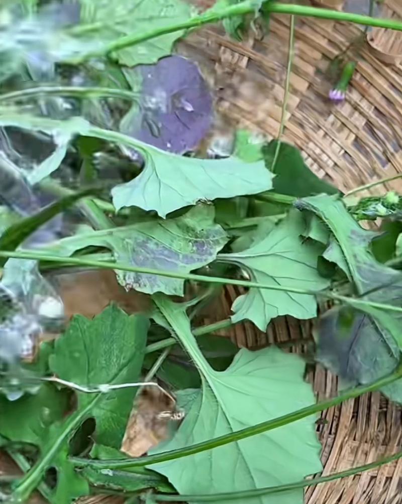 迷惑之草——蒲公英叶子的分身（相似度超九成，你真的能分辨清楚吗？）