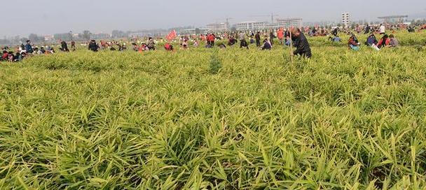 姜的土壤种植技巧（从土壤要求到肥料选择，完全解析姜的种植要点）
