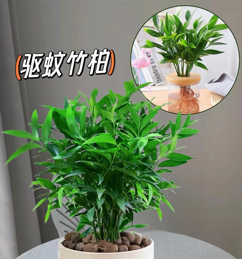 家里养竹柏吉利的风水宜忌（放哪里最合适？风水大师教你怎么摆放？）