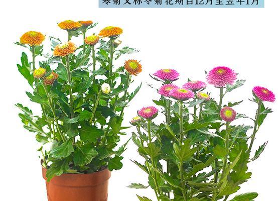 荷兰菊花盛开期多久？——解析荷兰菊花的开花季节（探究荷兰菊花的盛开时长及其生长环境）