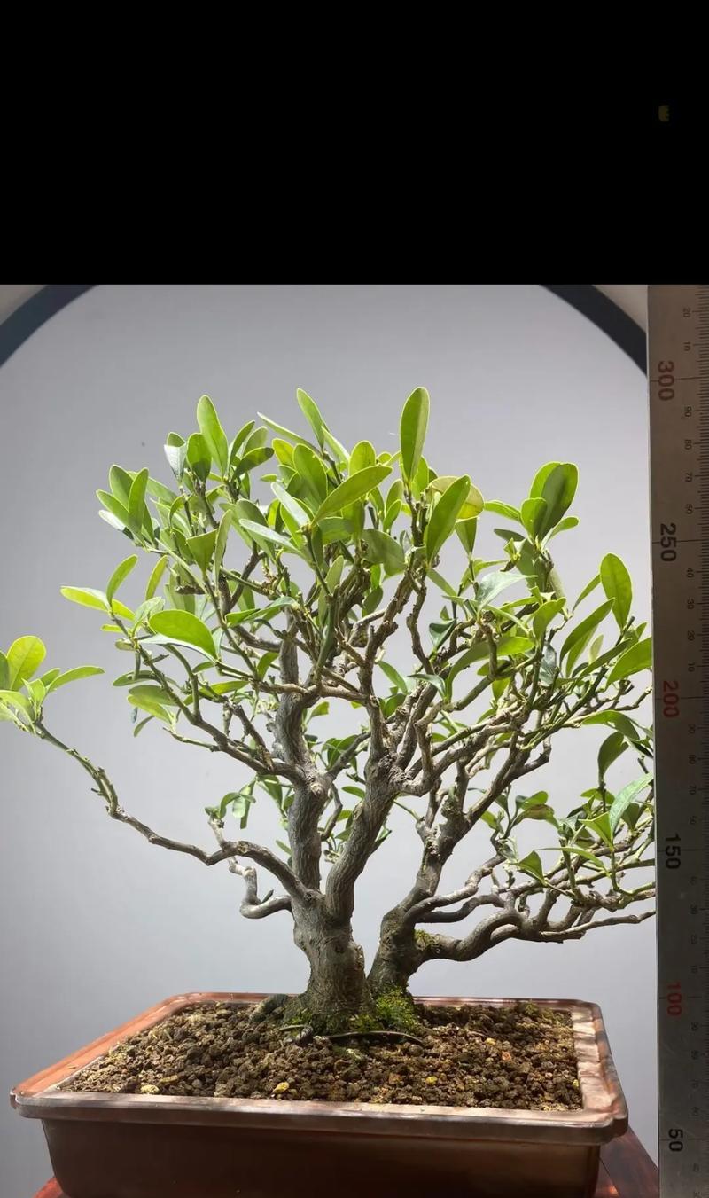 金豆开花时间及注意事项（掌握开花时间，让金豆长得更好）