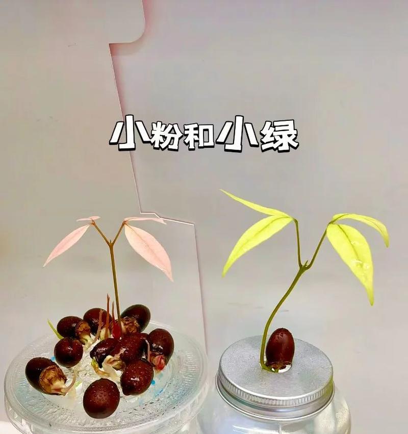 荔枝盆栽（探讨荔枝盆栽成果，如何让荔枝盆栽结果，荔枝盆栽的养护技巧）