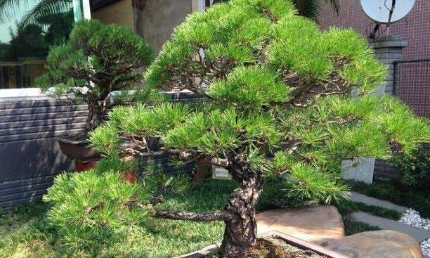 在家也能种松树！（打造绿意盎然的居家生活）