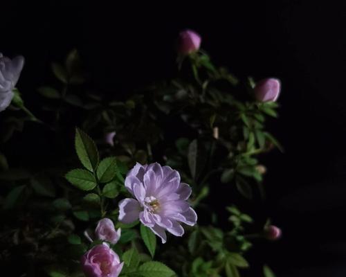 解决姬月季不开花的方法（照顾好姬月季，让它开花绽放）