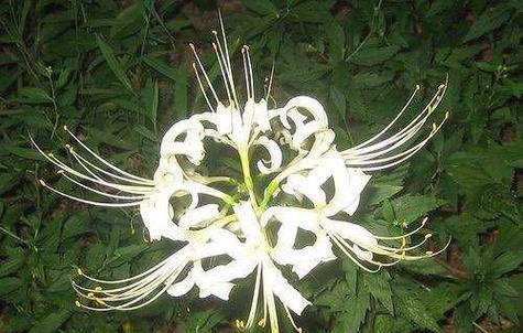 彼岸花光长叶子不开花？解决方法在这里！（彼岸花、光照、水分、肥料、修剪、土壤、害虫、温度）