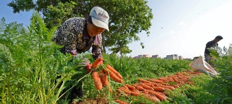 如何科学种植胡萝卜？（胡萝卜种植时间、肥料、水分和土壤的要求）