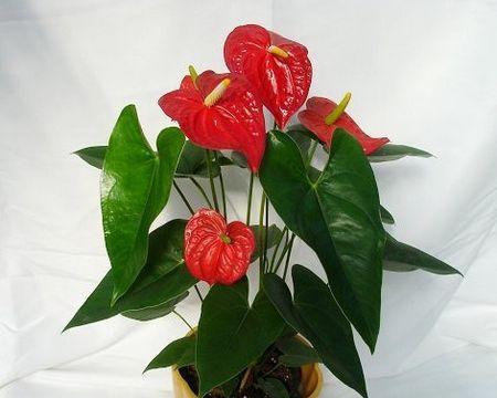 红掌花的毒性及室内养护方法（了解红掌花的毒性，让室内养护更安全）