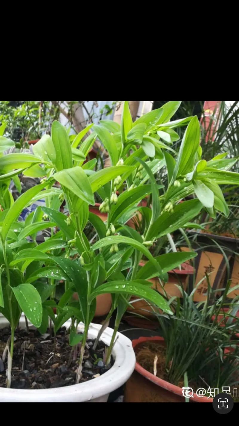 探秘百合科植物（了解百合科植物的分类、特征及应用）