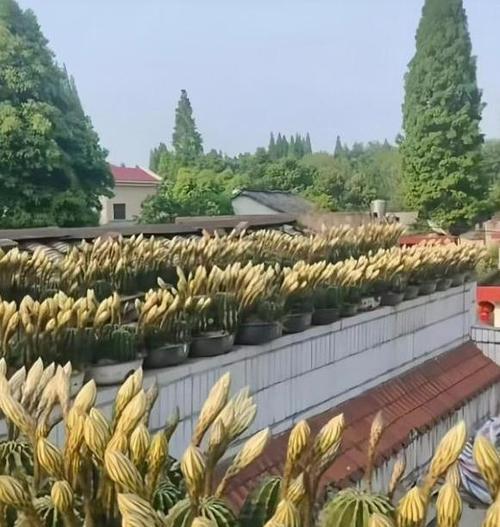 在家养仙人掌，打造独特的小清新空间（仙人掌——爱与光的存在）
