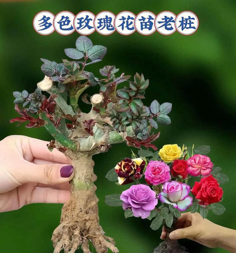 玫瑰花的养护技巧——让玫瑰花焕发绚丽花开（打造专属玫瑰园的关键技巧、细节决定成败）