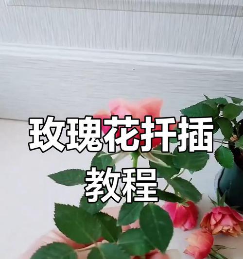 玫瑰花扦插长根技巧大揭秘（轻松学会玫瑰花扦插，让花朵绽放在你的庭院中）