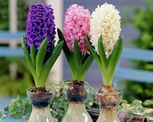风信子花香有毒吗？（了解风信子的毒性以及防范措施。）