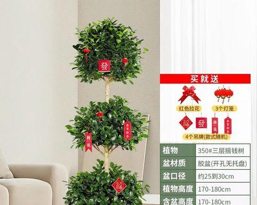 培养摇钱树金钱榕的技巧（轻松养护，让你的金钱榕成为摇钱树）