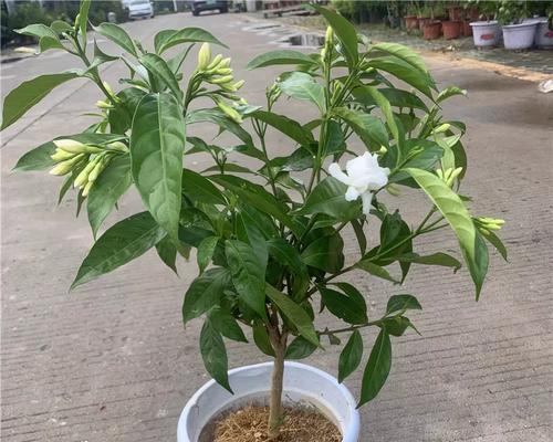 家庭盆栽丁香花的养殖指南（打造家居花园，让丁香花绽放家庭的美丽）