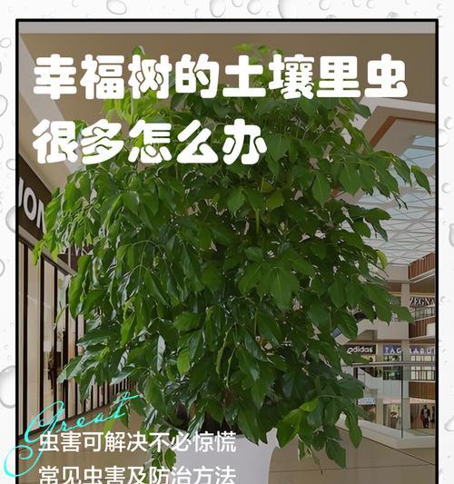 如何判断幸福树是否遭受虫害（掌握判断幸福树虫害的关键，保护植物健康）