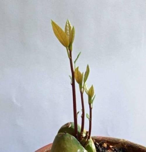 牛油果种植指南（从牛油果籽到果实）
