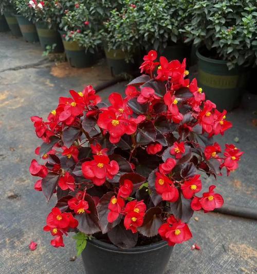 探秘四季海棠的开花奥秘（种植四季海棠的关键要点和养护技巧）