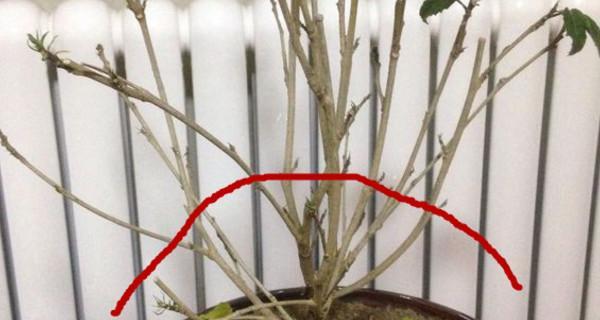 吸毒草开花后的修剪技巧（合理修剪，让吸毒草焕发新生）