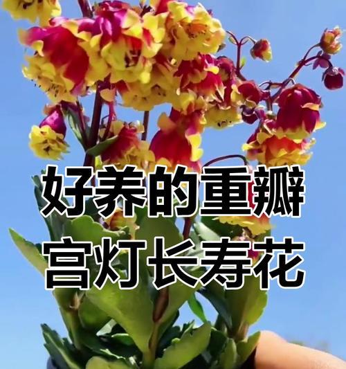宫灯花养护全攻略（打造迷人花坛，从宫灯花养护开始）