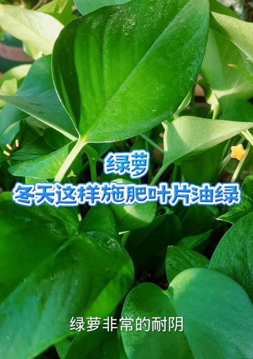 探讨如何使绿萝叶面油绿（绿萝叶面变得更加翠绿的方法与技巧）
