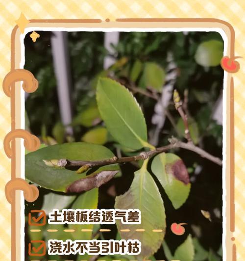 花叶子为什么会被焦了？（探究花叶子焦枯的原因及预防措施）