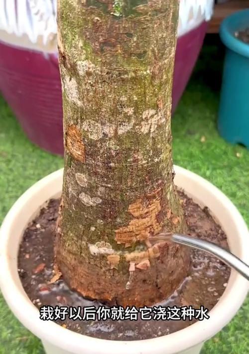 发财树怎么施肥？培养发财树的小技巧与注意事项（打造富贵之树的秘诀，让发财树茁壮成长）