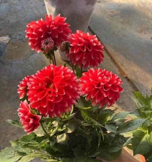 如何使大丽花矮化？（掌握正确的栽培技巧让大丽花更加矮小可爱）