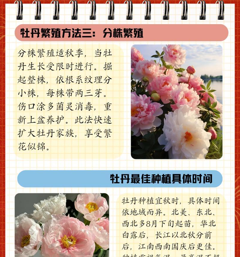 牡丹种子的种植方法（成功种植牡丹的秘密）