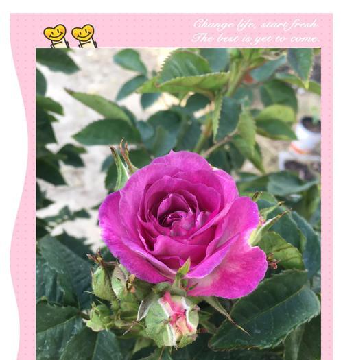藤蔓月季的种植与养护技巧（打造美丽花墙，让藤蔓月季绽放绚烂）