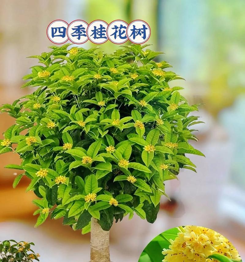 家里养桂花树的风水好处（桂花树，生活的美好选择）