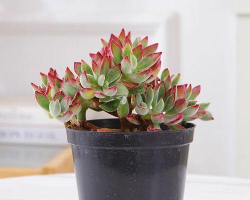 多肉植物锦晃星的养护指南（打造迷人多肉小天使，照亮你的生活）