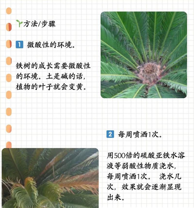 铁树叶为何会出现发黄现象？（探究铁树叶发黄的原因及解决方法）