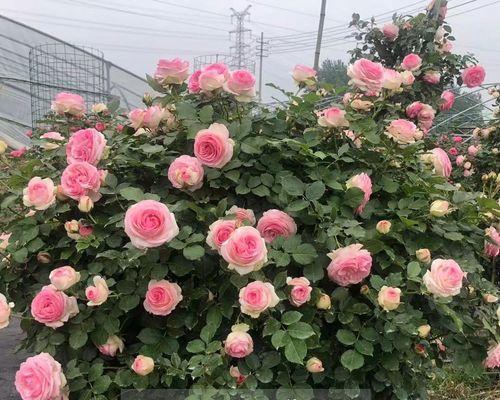 藤本月季一年开几次花？（花期月份与时间详解，让你轻松养护）
