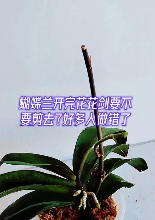 春天修剪蝴蝶兰的技巧（打造健康、美丽的蝴蝶兰花朵）