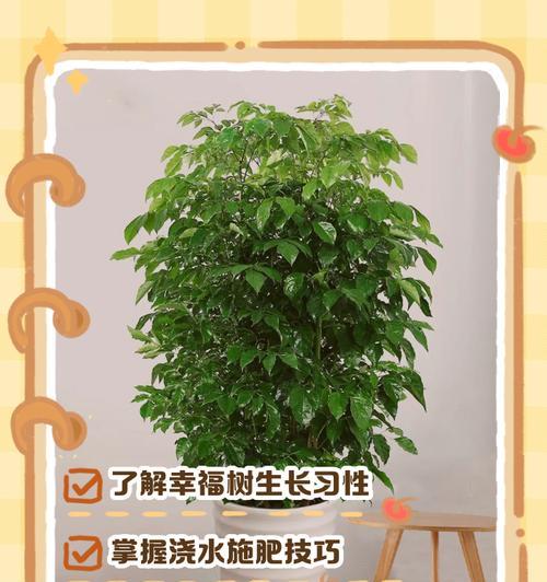幸福树（善待幸福树，享受生命之美）