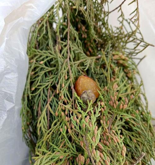 无土种花（让花儿在无土中绽放，探索新的种植方式）