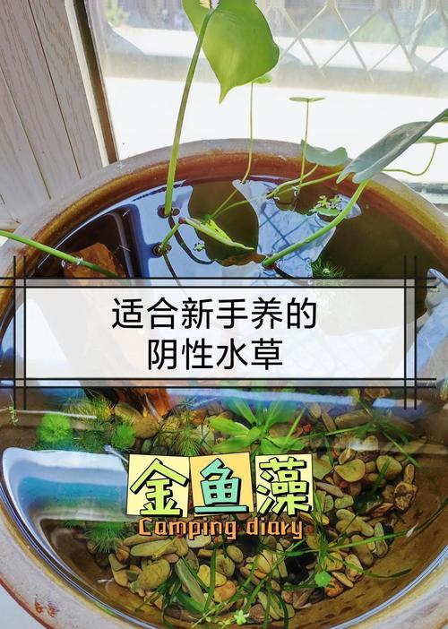 金鱼草的浇水技巧与要点(科学浇水,让金鱼草生长茁壮)
