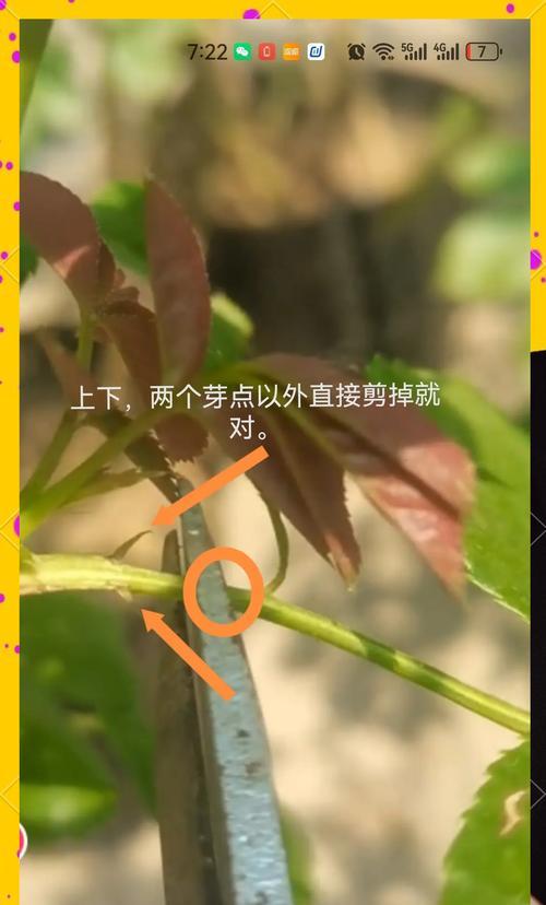 玫瑰花枝修剪的技巧和要点（打造精美玫瑰花园，从修剪开始）