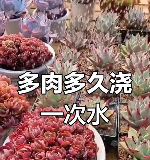 多肉如何在一个月内不浇水存活？（用精巧的方法和科学的技巧，让你的多肉轻松度过干旱季节！）